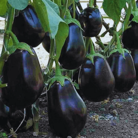 Brinjal (Baingan)