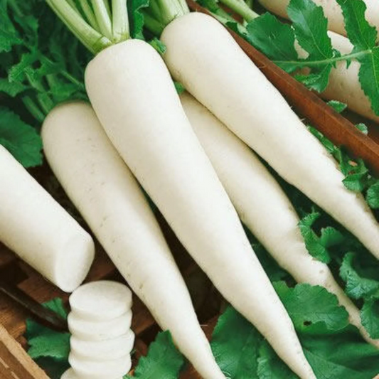Radish (Mooli)