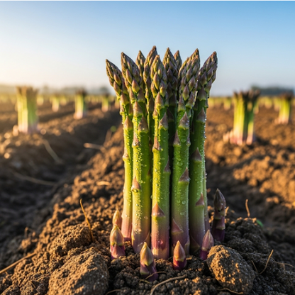 Asparagus Bunch