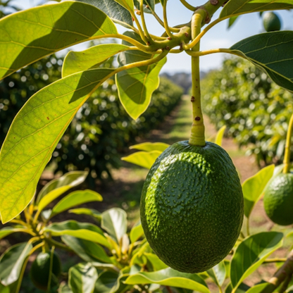 Avocado