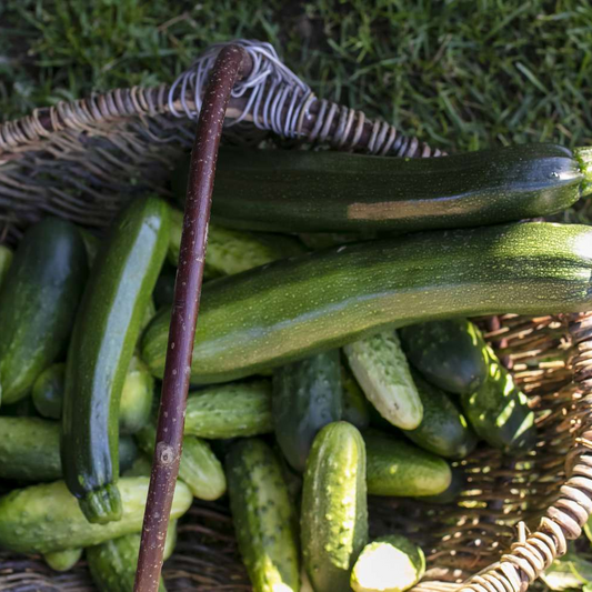 zucchini