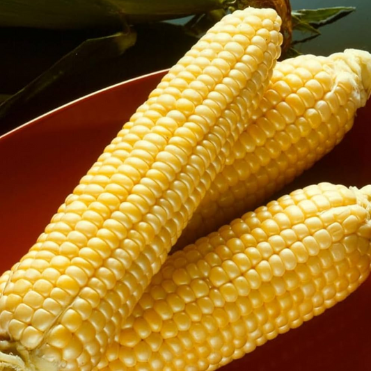 sweet corn