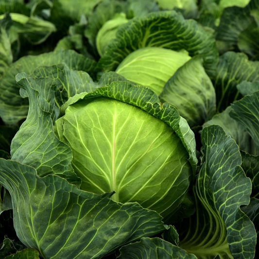 Green cabbage