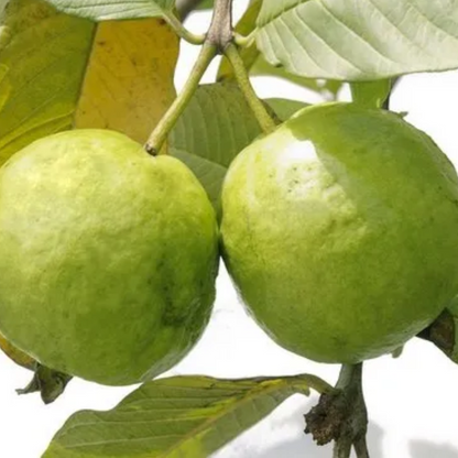 Guava (Amrood)
