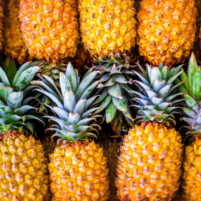 Pineapple (Ananas)