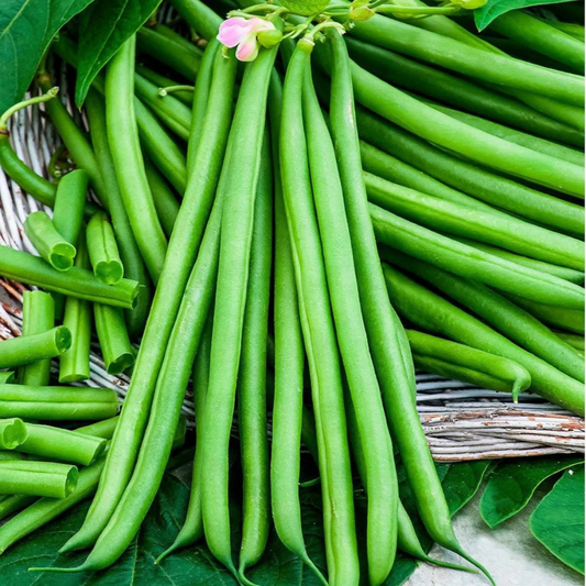 French Beans