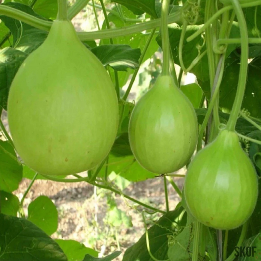 Round Gourd (Tinda)